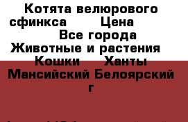 Котята велюрового сфинкса. .. › Цена ­ 15 000 - Все города Животные и растения » Кошки   . Ханты-Мансийский,Белоярский г.